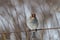 White-crowned sparrow on a cloudy winterâ€™s day.