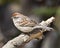 White-crowned Sparrow Photo and Image. Female perched on a branch with blur background in its environment and habitat surrounding