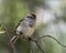 White-crowned Sparrow Photo and Image. Female perched on a branch with blur background in its environment and habitat surrounding