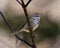 White-crowned Sparrow Photo and Image. Female perched on a branch with blur background in its environment and habitat surrounding