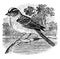 White crowned Sparrow vintage illustration