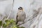 White-crowned Sparrow Zonotrichia leucophrys Adult whistling.