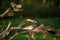 White Crowned Sparrows fighting in Autumn