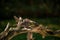 White Crowned Sparrows fighting in Autumn