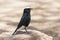 White-Crowned Wheatear Perched on a Pinkish Limestone Boulder