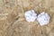 White Crumple paper ball on old wood table