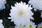 White Crysanthemum Flower on Black background. Flowers Arrangement in garden