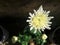White Crysanthemum flower close up