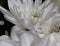 White crysanthemum flowers after being watered