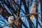 White Cuckatoo in a beachside park at Lorne, Australia