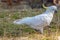 White Cuckatoo in a beachside park at Lorne, Australia