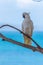 White Cuckatoo in a beachside park at Lorne, Australia