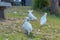 White Cuckatoo in a beachside park at Lorne, Australia