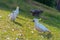 White Cuckatoo in a beachside park at Lorne, Australia