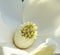 White Cupped Petals Southern Magnolia Blossom