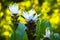 White Curcuma Flower