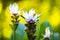 White Curcuma Flower