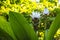 White Curcuma Flower