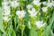 White curcuma flower Curcuma alismatifolia
