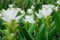 White curcuma flowers siam tulip flower in the plantation garden or park for decorate landscape area or gardening of house