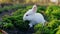 White curious rabbit explores the spring sunny meadow with a high green grass in Italian Alps in Lombardy.