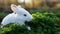 White curious rabbit explores the spring sunny meadow with a high green grass in Italian Alps in Lombardy.