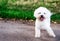 White curly Bishon Frise dog