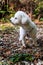 White curly Bishon Frise dog