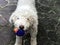 White curly dog in park holding blue ball in mouth. Lagotto romagnolo breed. Smiling dog`s muzzle