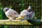 White curly feathered pigeons resting on a stick,