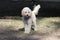 White Curly Haired Dog