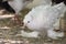 White curly pigeon. Breeding of carrier and decorative pigeons. Domestic birds