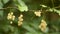 White currant berries