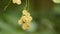 White currant berries
