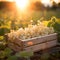White currant harvested in a wooden box in a farm with sunset.