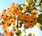 White currant ripe fruits in transparent view growing on the branch brightly illuminated.