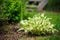 White curvy hosta planted in mixed border