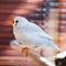 White Cut-throat Finch bird