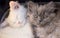 White cute adorable kittens cats macro