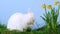 White cute bunny scratching his nose next to daffodils