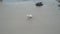 White cute dog walks on the beach of the Atlantic Ocean