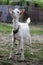 White cute domestic decorative goat lamb in nature