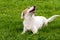 White cute fun non-pedigree dog sitting on the green grass