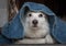 White cute German Spitz dog sitting cozy and staring from under the blanket.