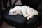 White cute hairy fluffy cat lying on the black office hair, playful furry adorable pet