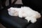 White cute hairy fluffy cat lying on the black office hair, playful furry adorable pet