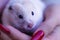 White cute hamster - symbol of the new year sits in the hands of a young girl with red nails. Close up