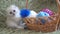 White cute kitten sitting near basket with balls of wool