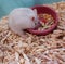 White Cute Lively Furry Exotic Winter White Dwarf Hamster standing two legs eating pet food in feeding bowl. Winter White Hamster