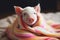 White cute mini pig sitting under a soft knitted blanket. Generative AI